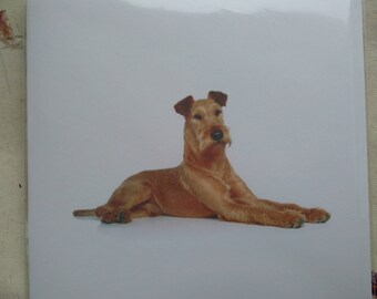 Irish Terrier greetings card