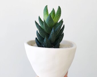 Dorothy succulentes + pot en céramique / / fait à la main jardinière / plante succulente / / succulentes jardinière / / Minimal jardinière / / blanc / / Medium
