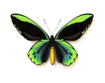 Ornithoptera allotei - A4 size limited edition print