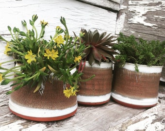 Fissures In My Mind - Plant Pots singles