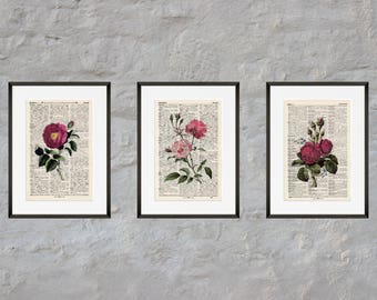 Prints set of 3 - rose - Antiquarian Book page