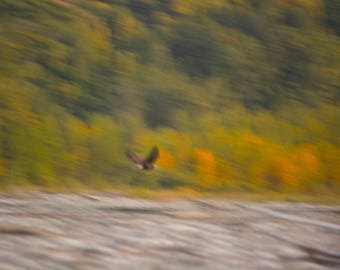 Bird Of Prey