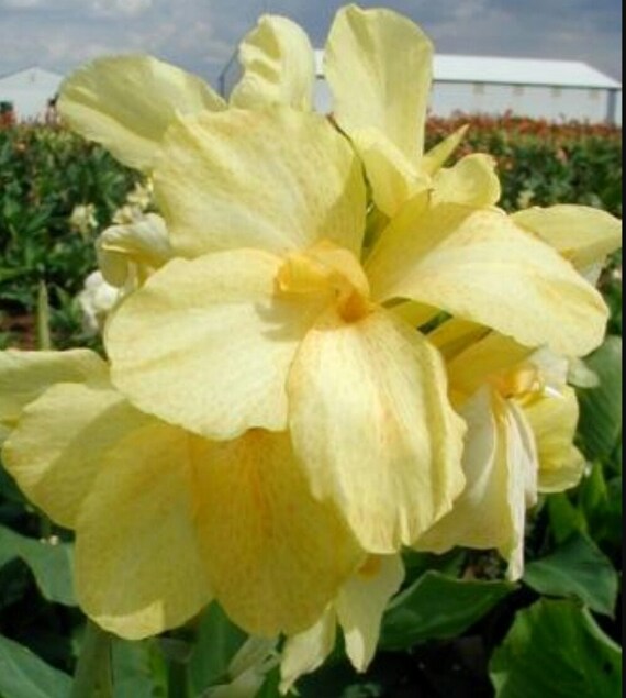 3 bulbs Canna Yellow Futurity Pale Yellow lily large flowers 3