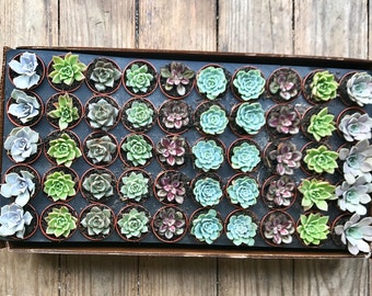 25 - Succulent - Rosettes Only -