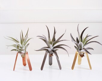 Tripod Air Plant Holder | Air Plant Display | Air Plant Desk Stand | Air Plant Stand | Air Plant Planter | Airplant Holder | Airplant Stand