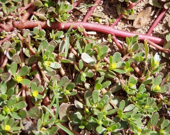 300 GOLDEN PURSLANE Portulaca Sativa Vegetable Herb Yellow Flower Seeds