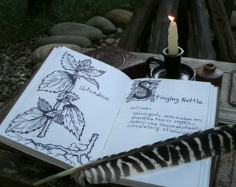 Stinging Nettle Tincture, Stinging Nettles, Herbal Organic, 1 oz or 2 oz Bottle