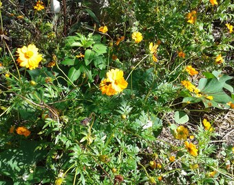 Indonesian Cosmos Flower Seeds Organic Flower Power Non GMO open pollinated Orange and Yellow