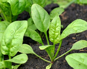 Spinach organic seeds, heirloom spinach seeds,63,greek spinach pie,spinach,greek spinach,delicious spinach,popey,gardening