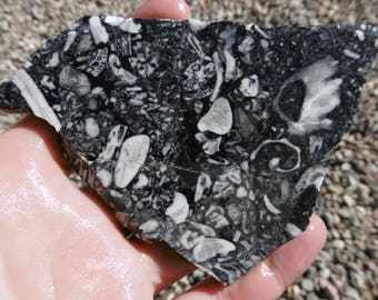 Mollusk Slab (80X80X8)