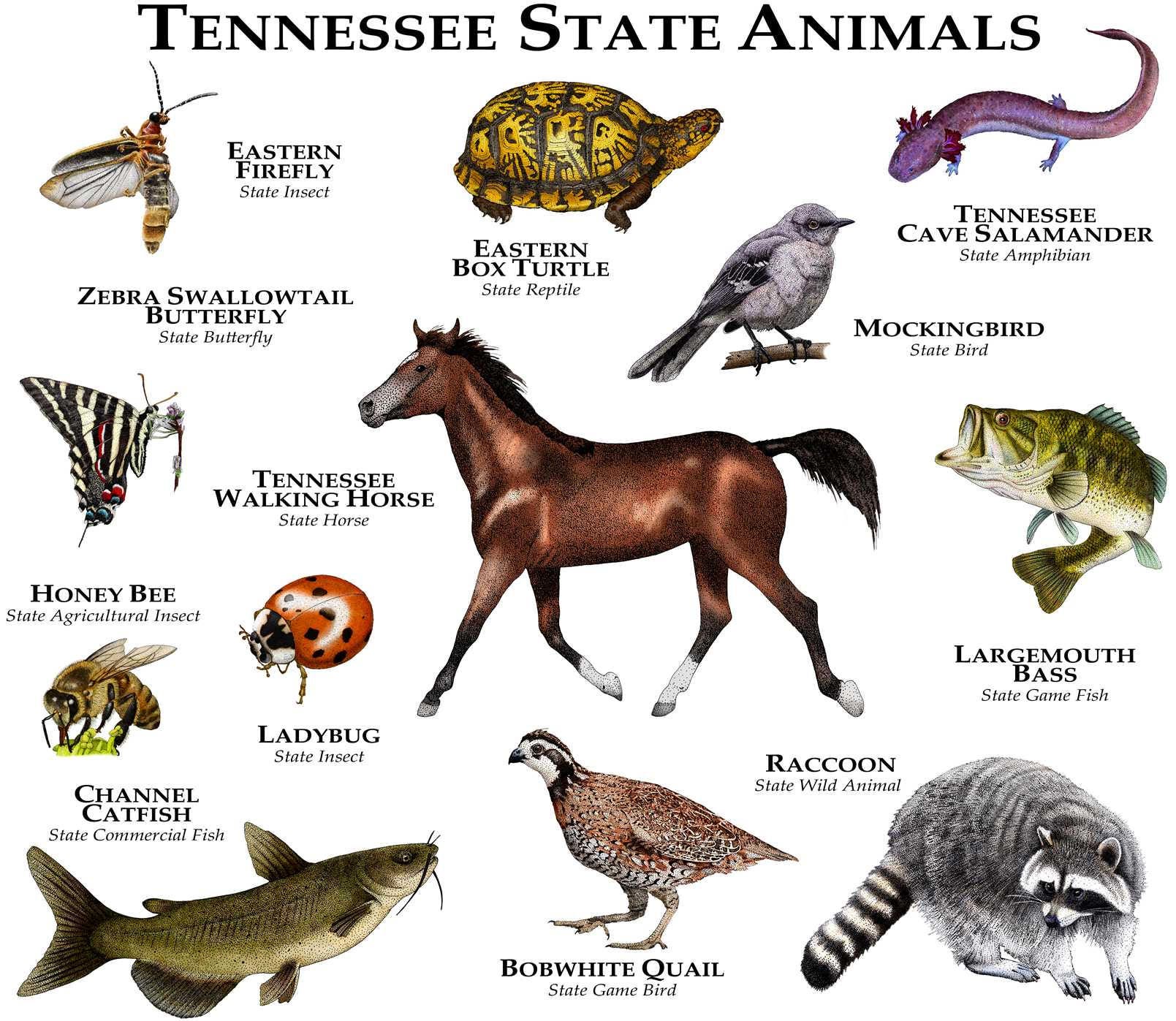 Tennessee State Animals Poster Print