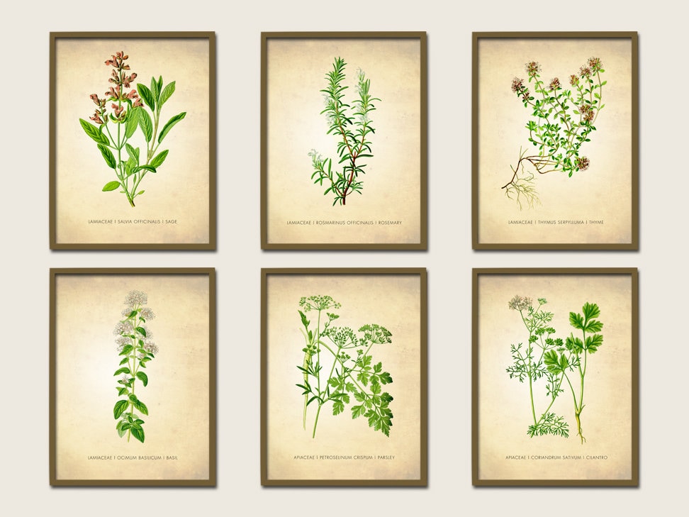 Herbs Antique Botanical Print Set of 6 Vintage Botanical