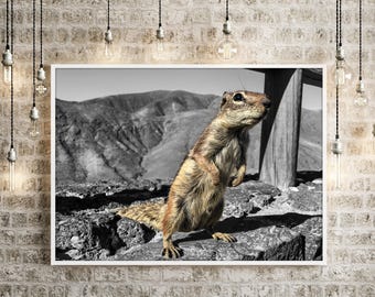 Squirrel, wall art, Animal, Nursery, large printable poster, wall decor, Animal poster, Photography, Art
