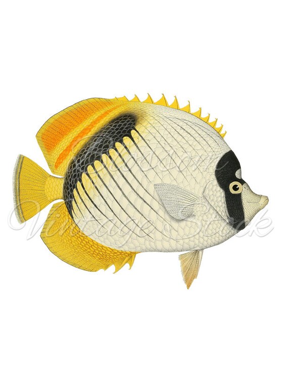 Fish Clipart PNG Digital Image Vintage Antique Fish Clipart PNG Digital Image Vintage Antique
