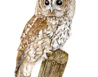 Tawny Owl Bird - Original drawing by Gayle Mason