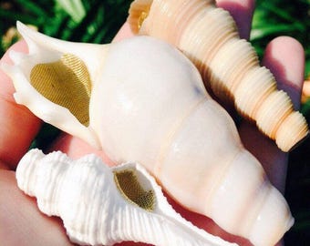 50% Off Shell Pipes (Minor Defects) - The Magic Conch Regular Size White - by ShellPipe * Shell Pipe * Seashell Pipe * Natural Smoking Pipe