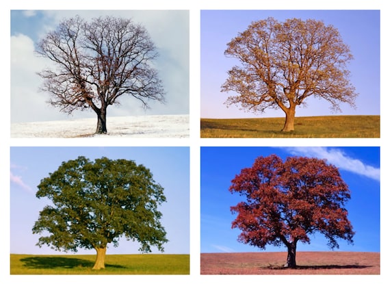 Tree in 4 Seasons Four Seasons Nature Photo Set of 4