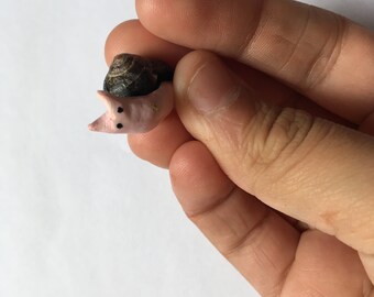 Tiny Snail - Real Seashell