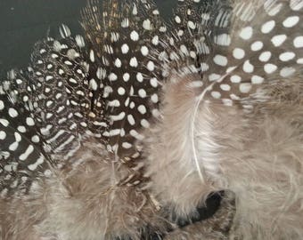 Feathers of Guinea fowl on satin ribbon