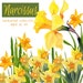 Spring Clipart Floral Clip Art - Narcissus Flowers: Yellow Watercolor Floral Clipart