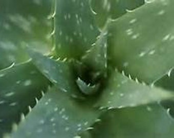 Aloe Vera Starter Plant