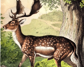 Custom Matted 1877 Deer Stag Buck Antique Deer Print Custom Matted Hunting