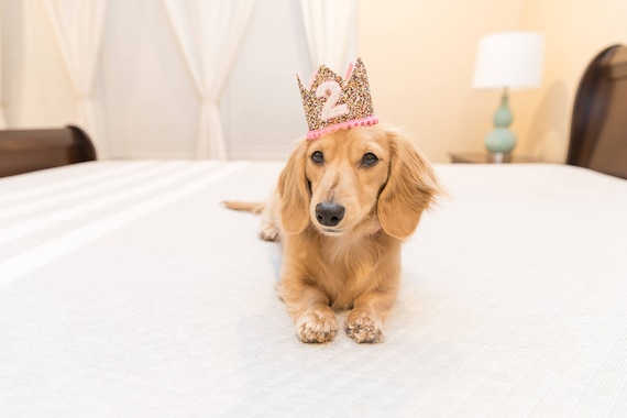 Pet Birthday Crown || Dog Crown|| Pet Pig Cat Kitty Puppy People Birthday Hat || Pet Photo Prop || Dog Gift || Add Any Number