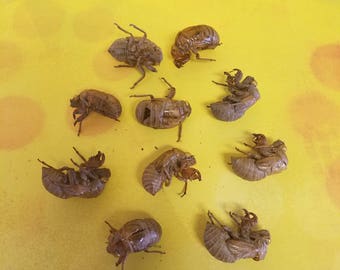 10 Cicada Exoskeletons