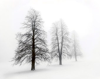Winter Trees in Fog - SKU 0226