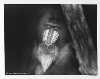 Captive male mandrill, New York Zoological Society, 1972