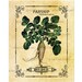 Vintage Illustration Parsnip Seed Packet Digital Download Vegetable Transfer Clip Art; 1005
