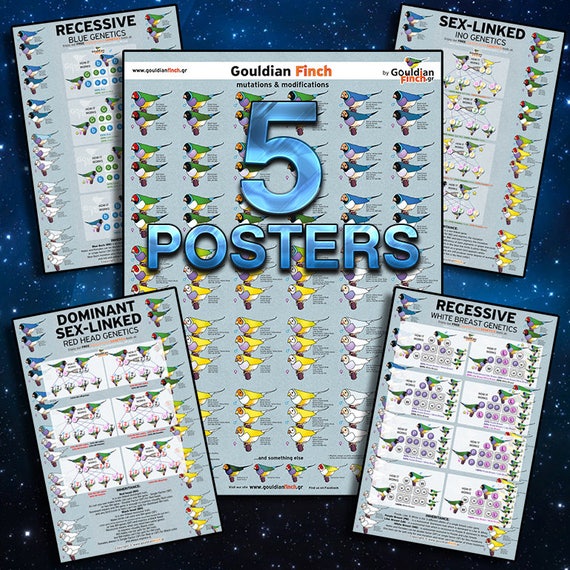 5 Gouldian FInch posters One Large Mutation Poster and four