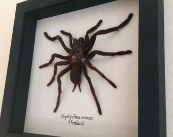 Real spider framed - Haplopelma minax