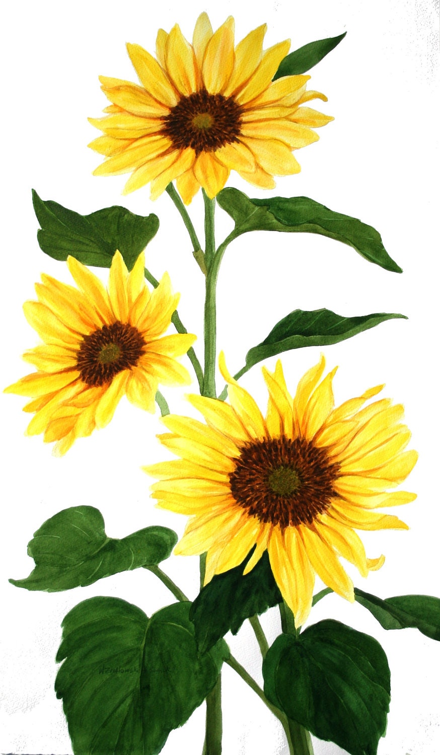 Free Free 112 Watercolor Sunflower Clipart Free SVG PNG EPS DXF File