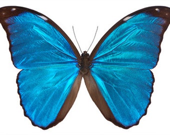 Real Blue Morpho Butterfly, Morpho menelaus, Spread or Laminated or Unmounted