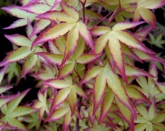 Hanami Nishiki Japanese Maple. 1 - Year Live Plant
