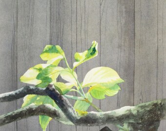 From Old Wood Comes New Life