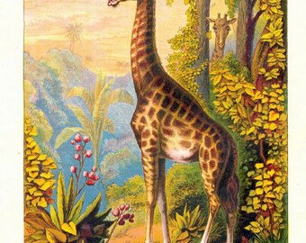 Wild Animals Zoo Animals, Giraffes, 1880 8x10” Canvas art print