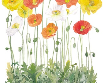 Icelandic Poppies and Daises Watercolour Print