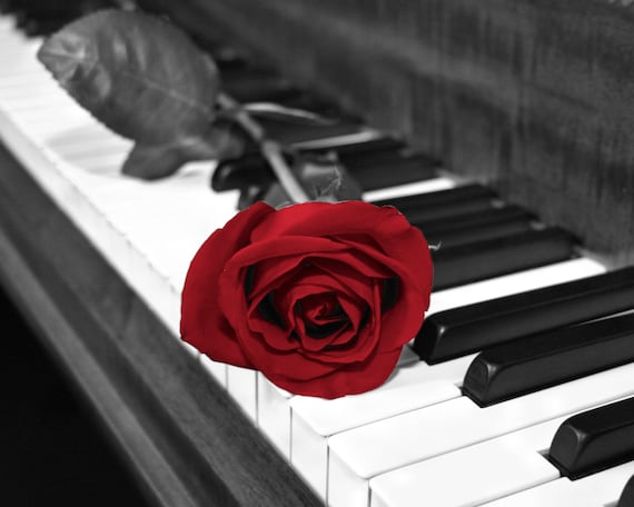 Black white red rose on piano keys red wall art red picture Black white red rose on piano keys red wall art red picture