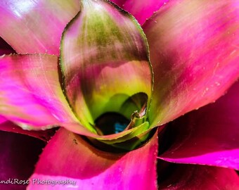 Bromeliad Pink Tropical Rainforest Flower