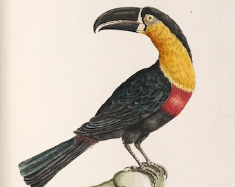 Saverio Manetti : "Mangiapepe Toucan" (Natural History of Birds, 1767-1776) - Giclee Fine Art Print