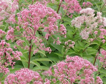 Joe Pye Weed, Eupatorium fistulosum, Native Perennial, FALL Bloomer! 1 Gallon, FREE Shipping!