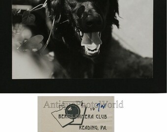 Smiling black dog vintage art photo