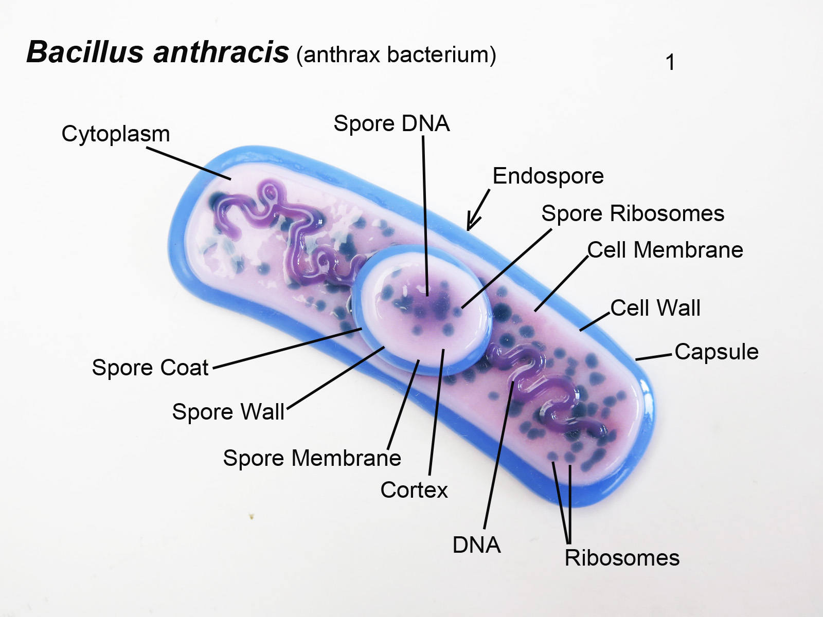 Клетка язвы. Сибирская язва строение бактерии. Бацилла сибирской язвы строение. Bacillus anthracis строение. Морфология возбудителя сибирской язвы.