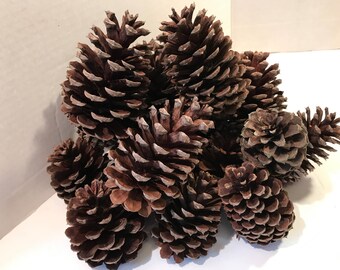 Pine Cones Mixed Sizes Fall Craft Centerpiece Basket Filler