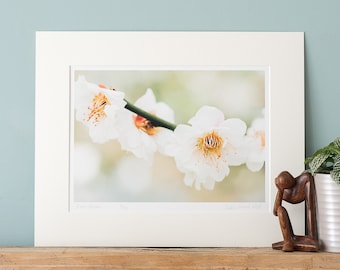 Cherry Blossom - Fine Art Photography Print with Mount to fit a ready-made 24x30/30x40/40x50cm frame