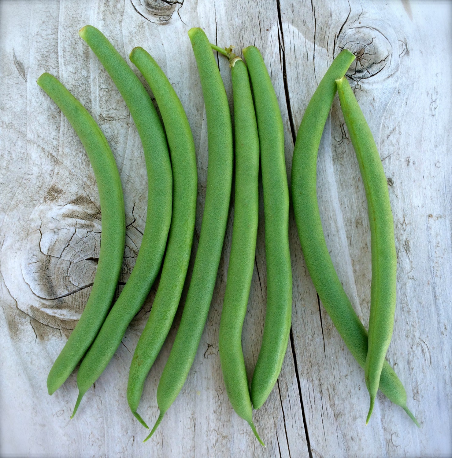 Provider Green Bean Heirloom Seeds American Standard Grown To
