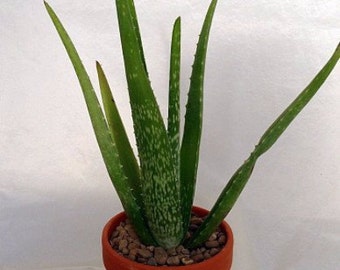 Aloe Vera - Medicine Plant - Burn Plant - Miracle Plant (FREE SHIPPING)