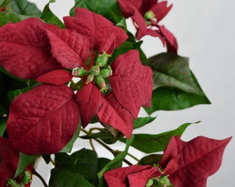 Poinsettia Bush(lot of 3)
